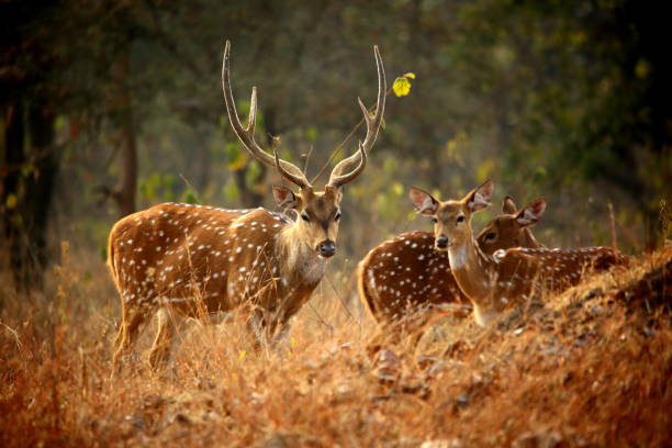 istock Deer at Panna National Park 851261208