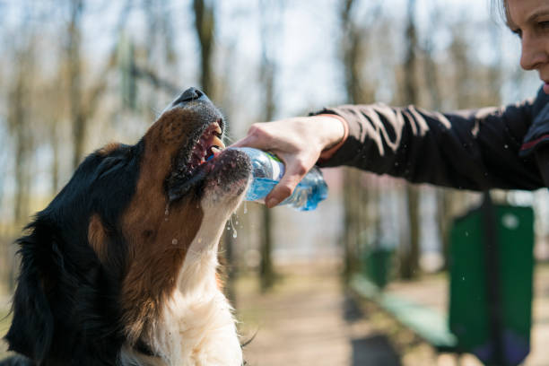 istock The dog drinking water from the bottle 851276142