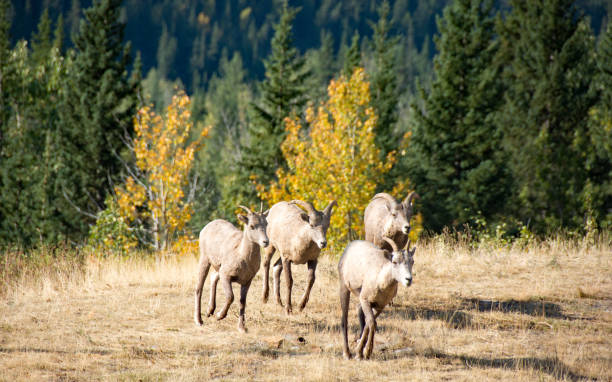 istock Highway 40 early autumn and Bighorn Sheep  Alberta 851285370