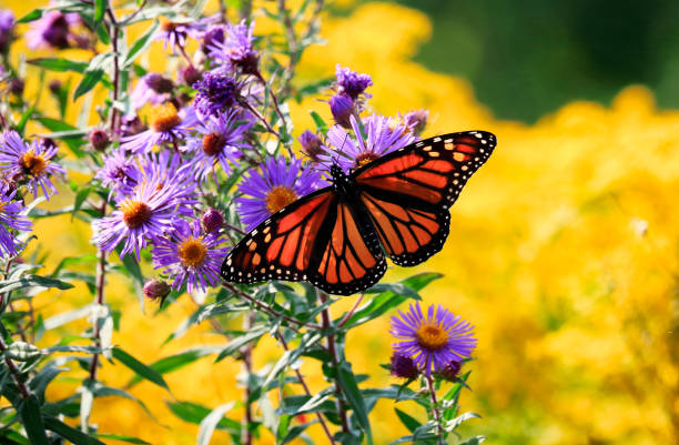 monarch-schmetterling auf blüte lila aster - herbstastern stock-fotos und bilder