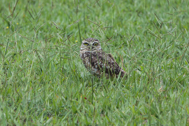 an owl in a soccer field