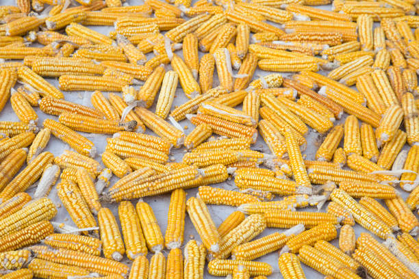 A pile of corn cob. Dried corn background. corn cob top view