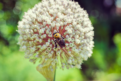Large globe allium with a bee on it, beautiful close up macro nature botanical