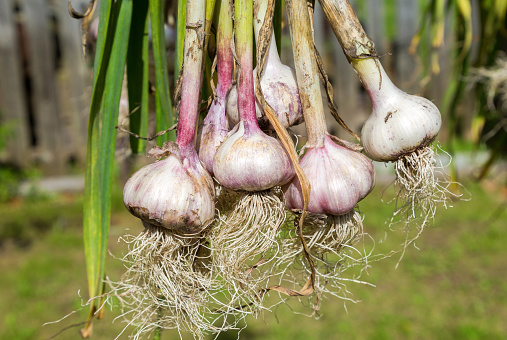Freshly harvested garlic bulbs drying at the outdoors. Nutrition vegetarian