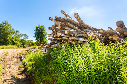 Cut tree logs piled up near a forest road in sunny summer day