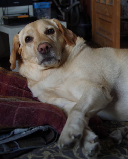istock Dog breed labrador retriever. What does he want from me? 851328478