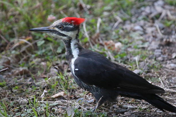 istock Woodpecker Foraging For Food 851334128