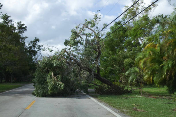 istock Fallen Trees in North Miami Beach After Irma Hurricane 851337872