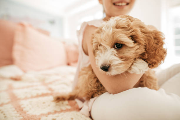 istock Puppy at home 851346678