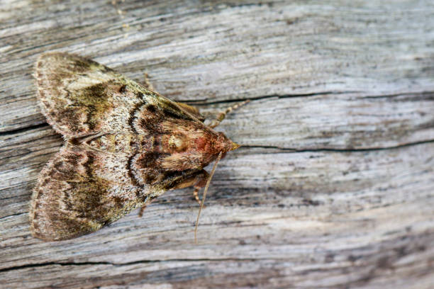 istock Image of Brown Moth (Nannoarctia tripartita) on tree. Insect. Animal. 851349896