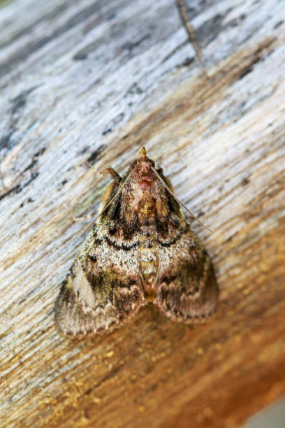istock Image of Brown Moth (Nannoarctia tripartita) on tree. Insect. Animal. 851349926