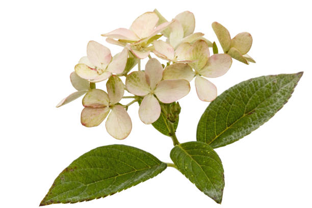 istock Inflorescence of hydrangea, lat. Hydrangea paniculata, isolated on white background 851350264