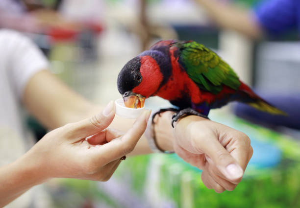 colorful parrot feeding on women hand.