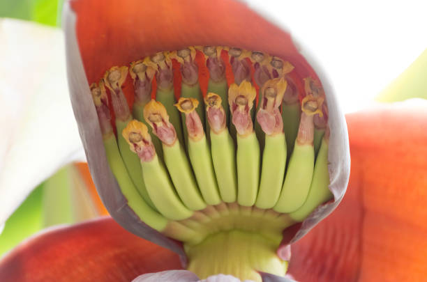 Banana, a small banana in head cabbage.