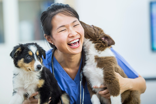 An Asian veterinarian is indoors in a vet clinic. She is wearing medical clothing. She is laughing while holding two dogs, and one is licking her face.