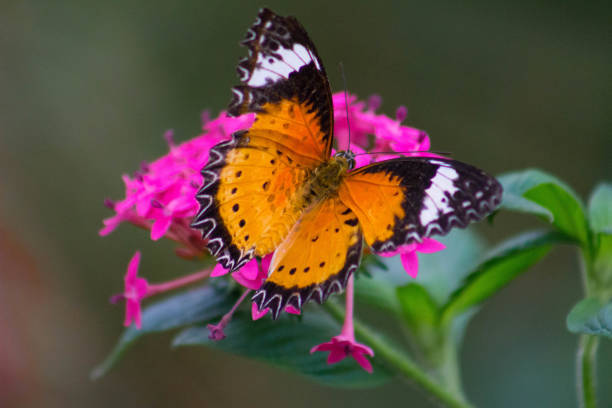 istock Close-up of Red Admiral Butterfly 851407560