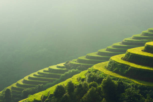 Rice paddy fields prepare the harvest at Northwest Vietnam.