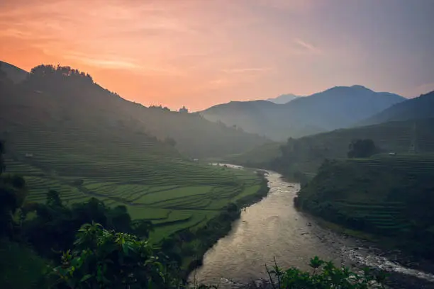 Photo of Rice paddy fields prepare the harvest at Northwest Vietnam.