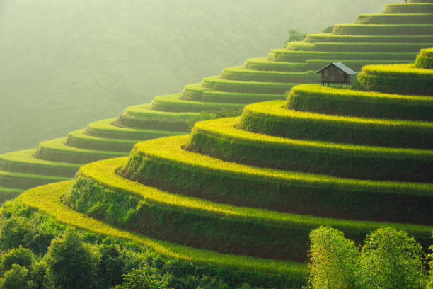 istock Rice paddy fields prepare the harvest at Northwest Vietnam. 851419690