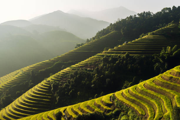istock Rice paddy fields prepare the harvest at Northwest Vietnam. 851419810
