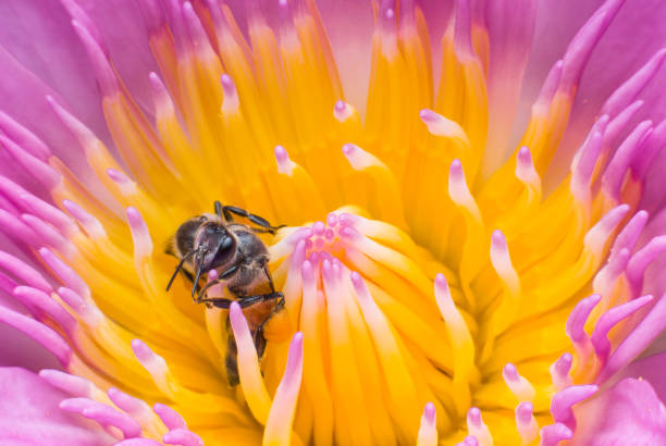 istock Beautiful waterlily or lotus flower with bee. 851423268