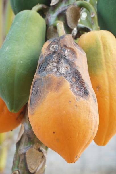 antracnosis en frutos de papaya - colletotrichum fotografías e imágenes de stock