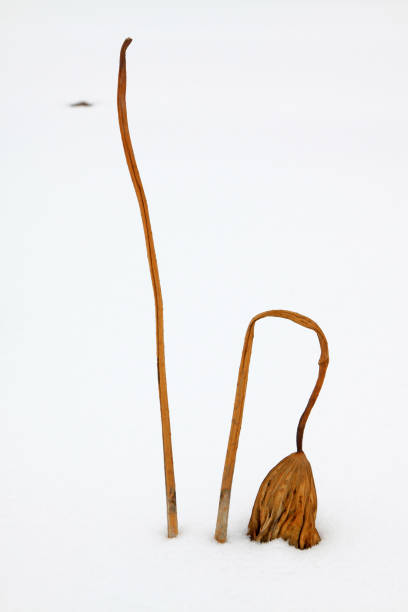 istock withered lotus stalk in the snow, in winter 851425944