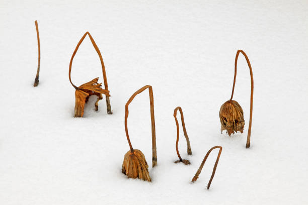 istock withered lotus stalk in the snow, in winter 851425952