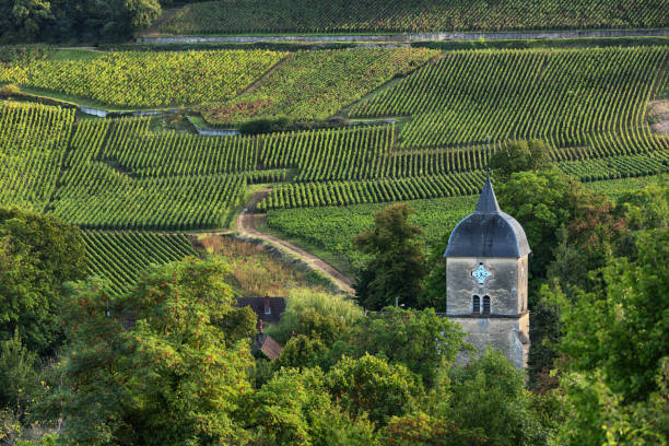 weinberge und alte kirche/uhrturm des dorfes chambolle-musigny, burgund, frankreich - burgund frankreich stock-fotos und bilder