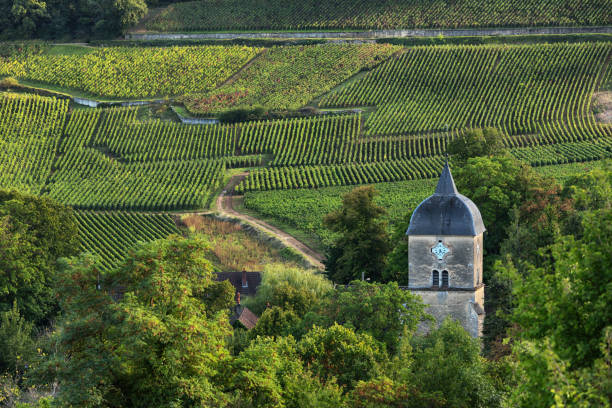 winnice i stary kościół/wieża zegarowa w miejscowości chambolle-musigny, burgundia, francja - côte d'or zdjęcia i obrazy z banku zdjęć