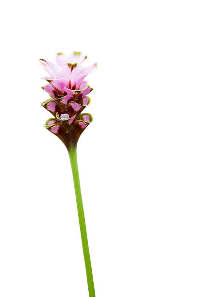istock Curcuma Zanthorrhiza (Siam Tulip Curcuma Alismatifolia) Flower Isolated On White Background. 851434950