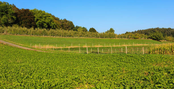istock Countryside view in Switzerland in autumn 851435176