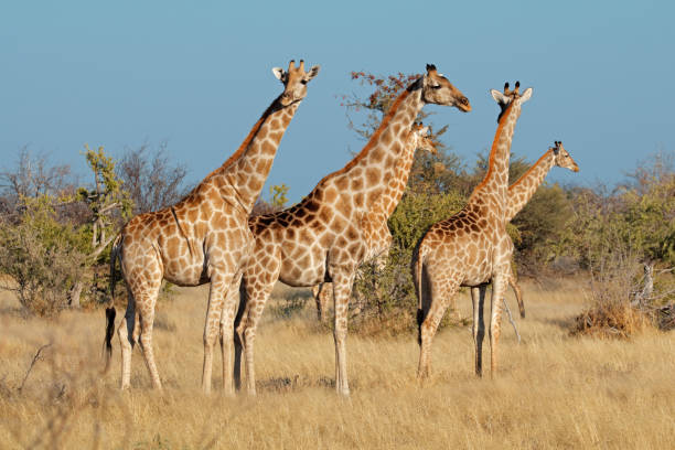 istock Giraffes in natural habitat, 851435388