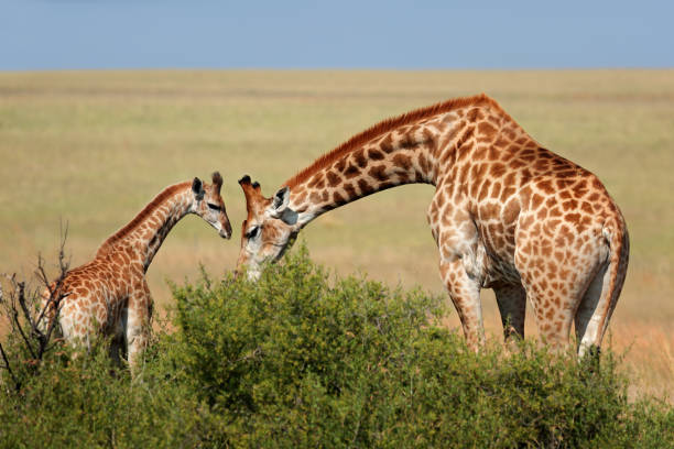 istock A giraffe cow and young calf 851435398