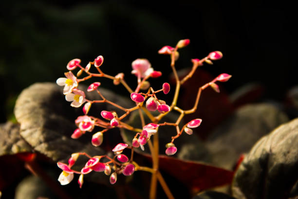 istock closeup beautiful pink flower 851435646