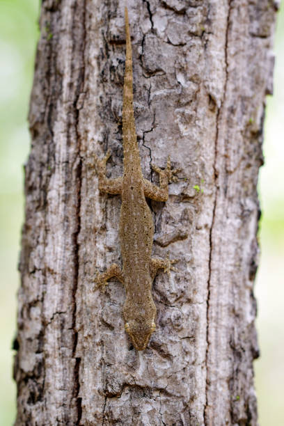 istock Image of a gecko(Hemidactylus) on tree. Reptile. 851441538