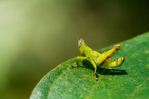 obraz dziecka zielony małpa konik polny na zielonych liściach. zwierzę owadów - giant grasshopper zdjęcia i obrazy z banku zdjęć