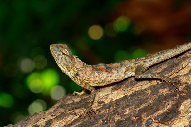 istock Image of brown chameleon on tree. Reptile. Animal. 851442020