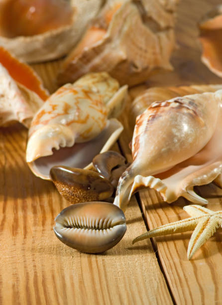 istock Image of different seashell on a wooden table 851444938