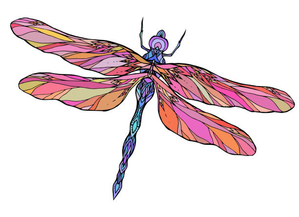 Dragonfly Wings Illustrations, Royalty-Free Vector Graphics & Clip Art -  iStock