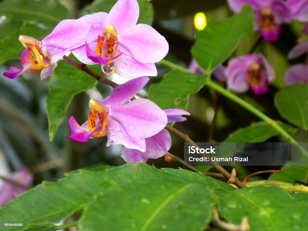 orchid orchid flowers Flower Stock Photo