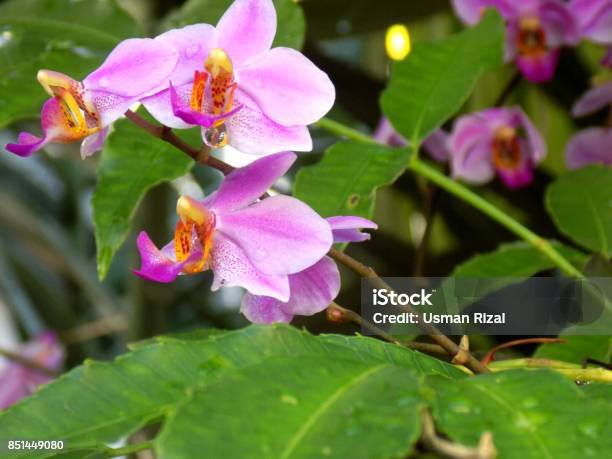 Orchid Stock Photo - Download Image Now - Flower, Flower Head, Horizontal
