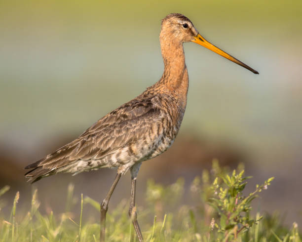 istock Majestic Black-tailed Godwit wader bird 851458894