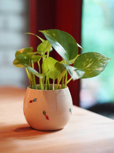 istock The Pothos with a Natural Light in the Morning. 851459270