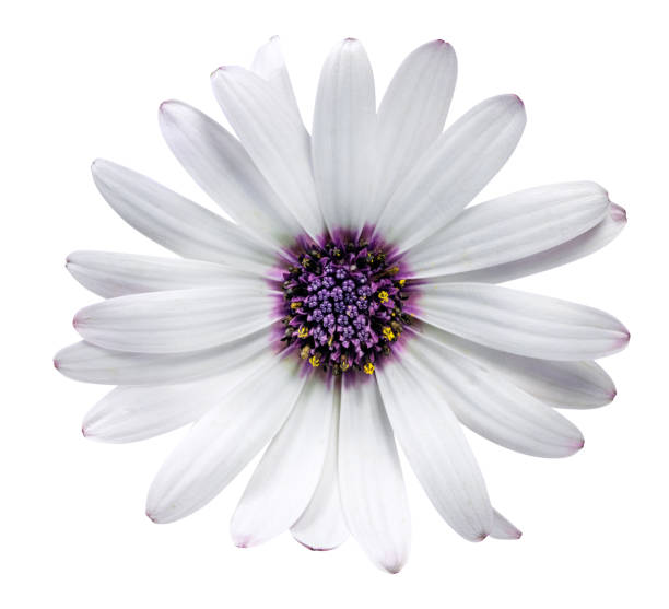 istock Daisy chrysanthemum chamomile isolated on white background 851475542