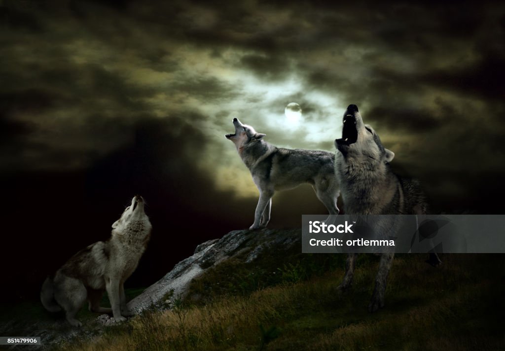 una manada de lobos en una noche oscura - Foto de stock de Lobo libre de derechos