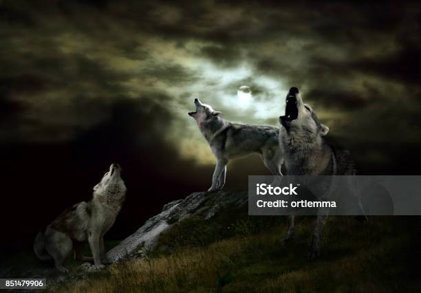 Una Manada De Lobos En Una Noche Oscura Foto de stock y más banco de imágenes de Lobo - Lobo, Luna, Aullido