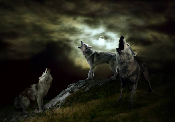 un branco di lupi in una notte buia - lupo foto e immagini stock