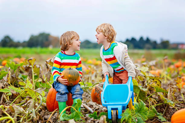 dois meninos meninos atormentando abóboras abóbora de halloween ou de ação de graças remendo - wheelbarrow playing sibling rural scene - fotografias e filmes do acervo