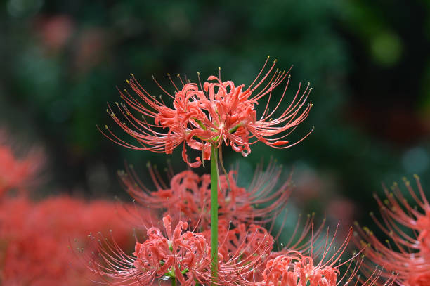 Lycoris radiata, Red spider lily South Korea Summer red spider lily stock pictures, royalty-free photos & images